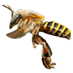 Abeja melipona volando - Melipona Guardiana