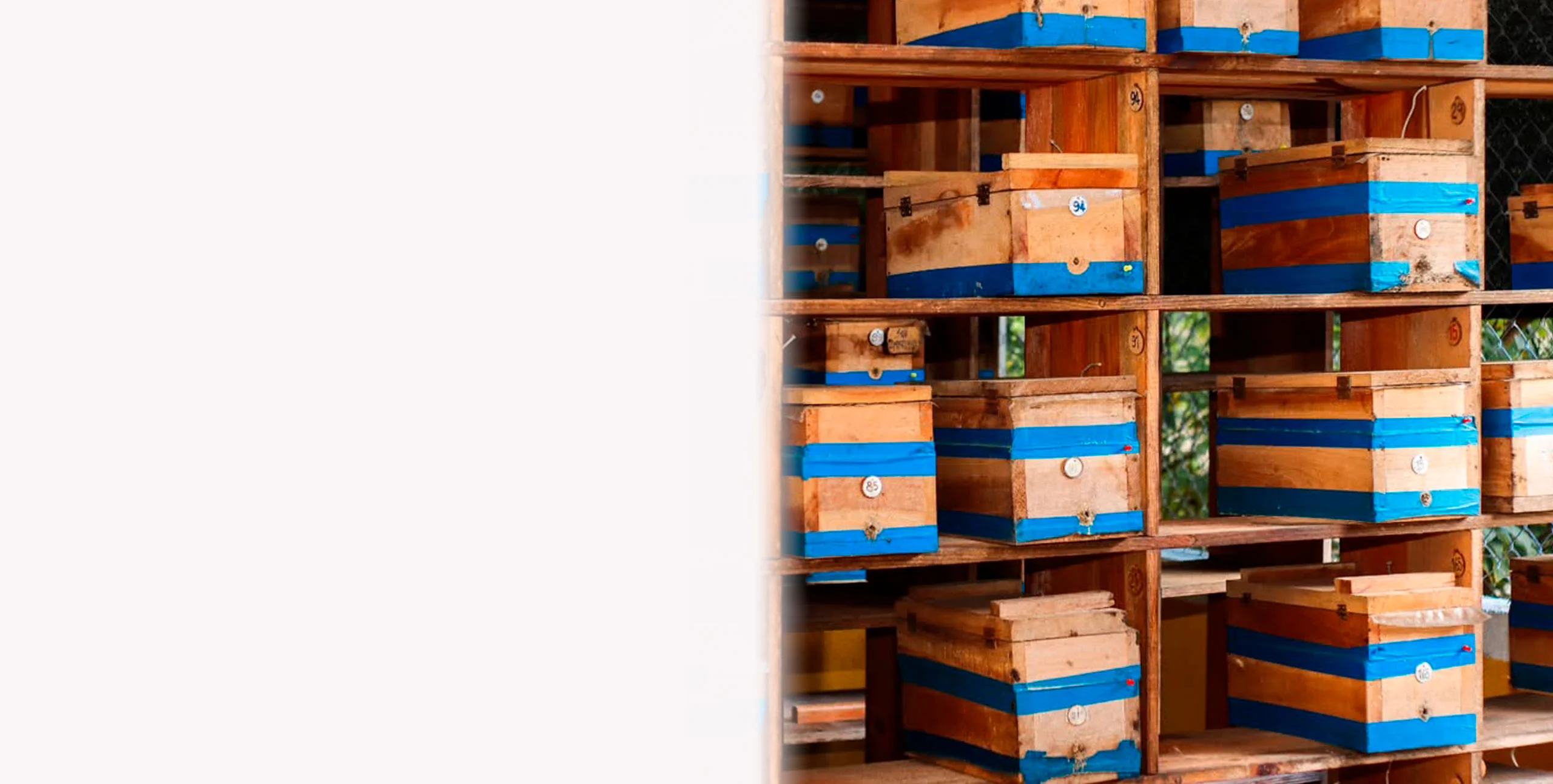 Cabecero - Melipona Guardiana