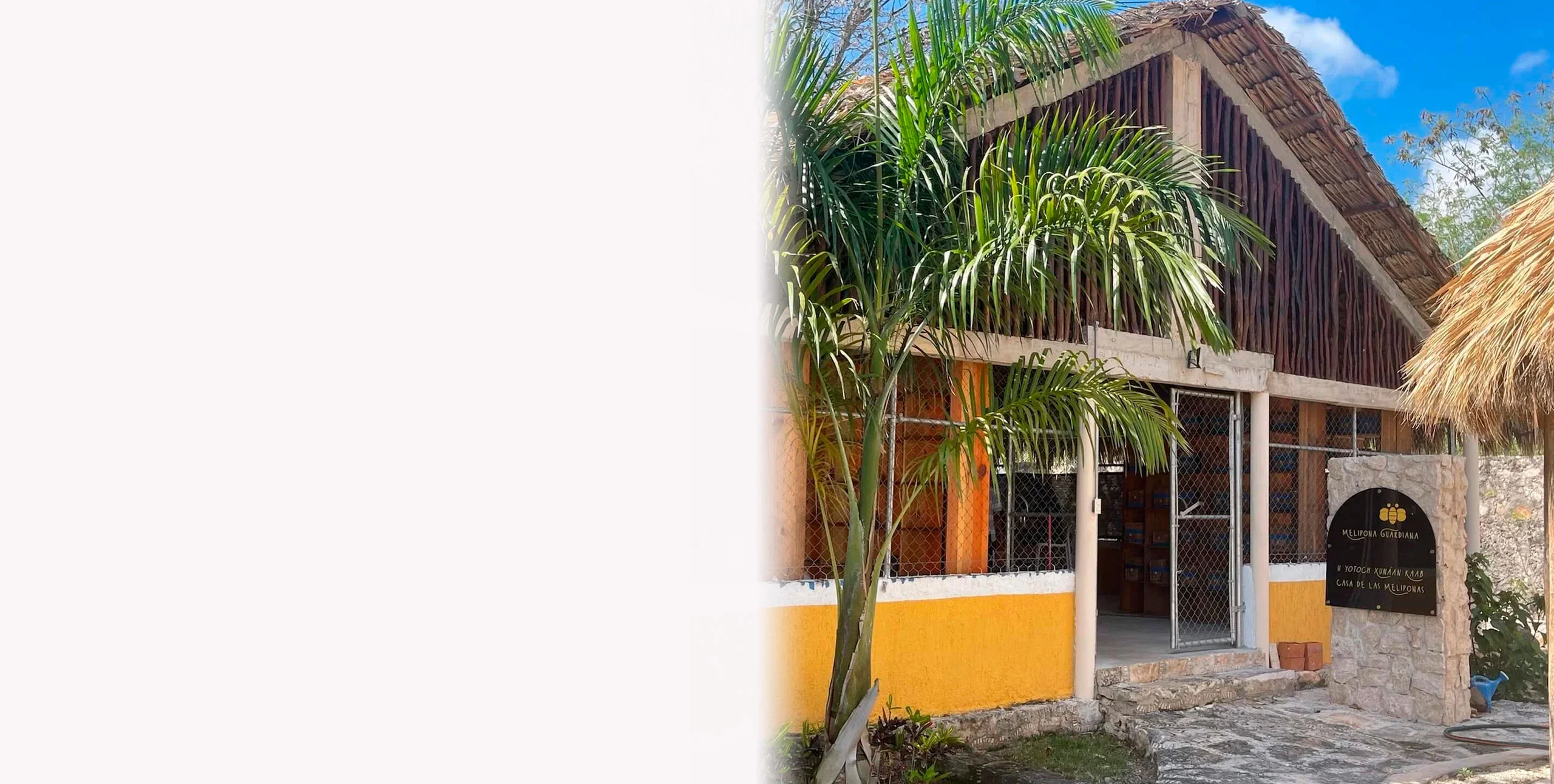 Cabecero - Melipona Guardiana