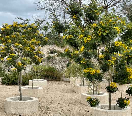 Entorno biológico - Melipona Guardiana