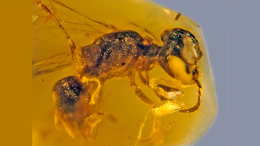 Fósil de abeja meliponina con polen conservada en ámbar de 100 millones de años de antigüedad