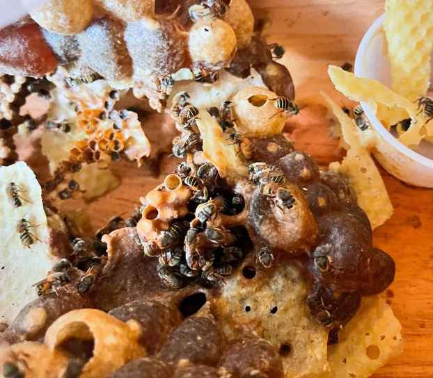 III Temporada en curso - Melipona Guardiana