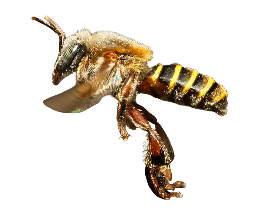 La protagonista la abeja sin aguijón - Melipona Guardiana