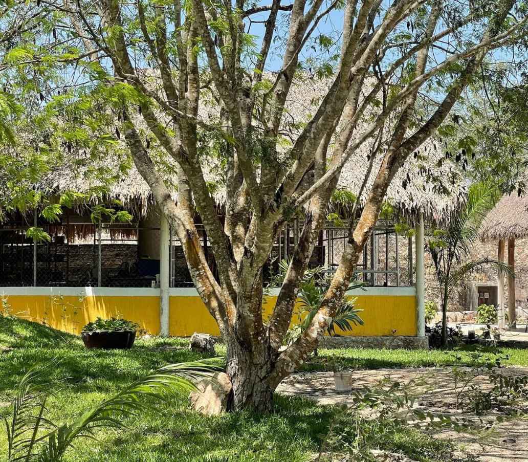 Meliponario - Melipona Guardiana