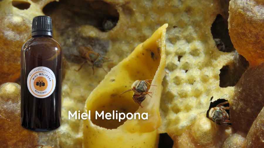 Frasco de miel melipona medicinal