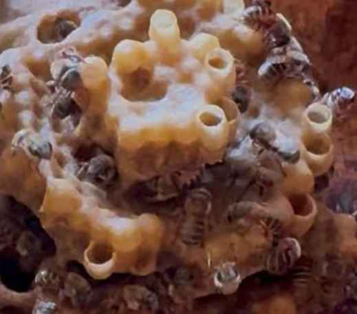 Panal - Melipona Guardiana