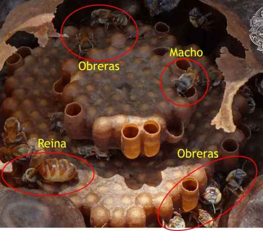 ¿Quiénes somos - Melipona Guardiana (1)