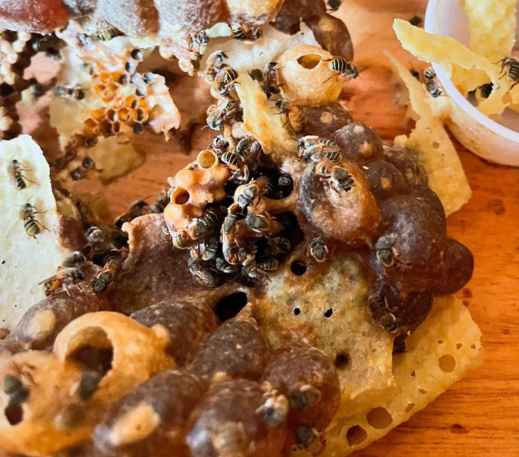 ¿Quiénes somos - Melipona Guardiana (2)