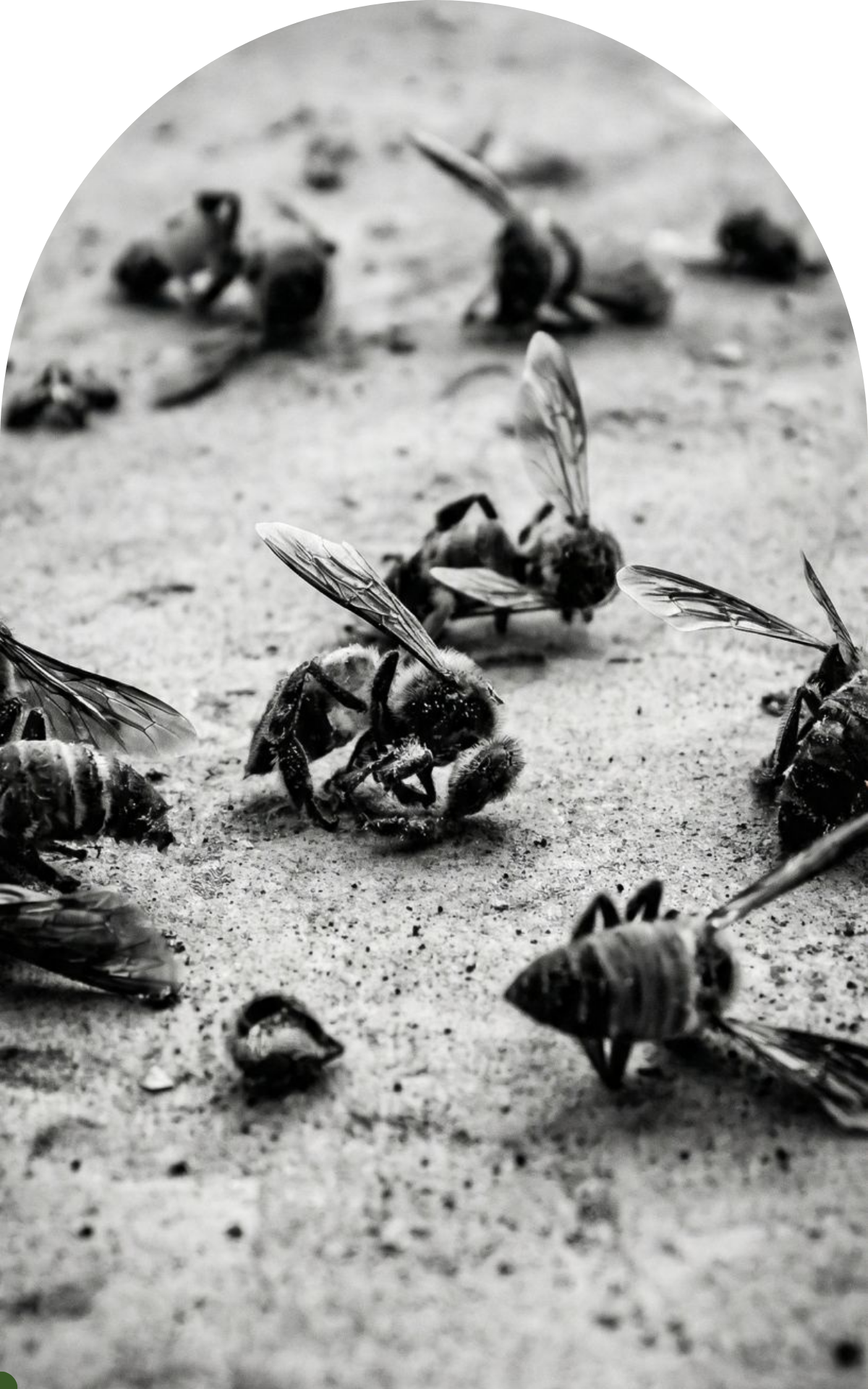 Mortandad-de-abejas-3-Melipona-Guardiana